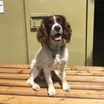 Louis our springer spaniel - @louis_at_arialtrail - Instagram
