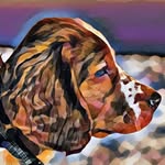 🐶🦴Louis🦴🐶 - @welsh_springer_louis - Instagram