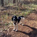 X-Calibur - @louis_the.springer.spaniel - Instagram