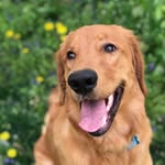 Louie and Thurman - @longislandgoldens - Instagram