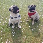 Louis ● Tyson - @the2pugbrothers - Instagram