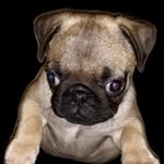 Louis Tyson - @louistysonthepug - Instagram
