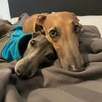 Louis und Tyson - @louis_und_tyson - Instagram