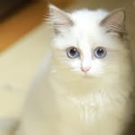 루이(Louis) - @louisvision_cat - Instagram