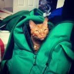 Louis & Wallace - @catbreath1 - Instagram