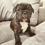 Louis Wallace Cameron 🐾 - @adventuresoflouis_wallace - Instagram