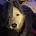 Louis Wright - @filbertthedog - Instagram