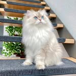 Louise Benjamin Hughes (LBH) - @louisbenjamin___kitten - Instagram