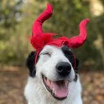 Louisa Dunn - @sherlockbones3 - Instagram