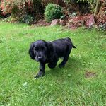 Louisa Hill - @basilandfriends2023 - Instagram