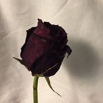 Louisa jackson - @louisajackson4444 - Instagram