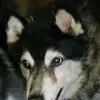 Louisa ~ Sophie ~ Kramer  - @vvx.louisa.vvx - TikTok