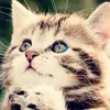Louisa_lol🌺 - @louisaloool - TikTok