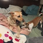 Mishka And Louisa Gans-Walsh - @mish_and_weez_shenanigans - Instagram