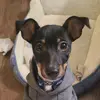 Thor's Pup Shop - @louisawright8324 - TikTok