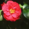 Luisa Yip - @luisayip - TikTok