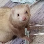 Louise Baron - @louisetheferretlady - Instagram
