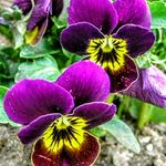 Louise Bilodeau - @bilodeaulouise - Instagram