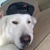 LouiseBilodeau - @sigurhrk50m - TikTok
