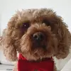 lou - @louisebowman8 - TikTok