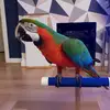 Louise Box - @burtharlequinnmacaw - TikTok