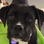 Louise Boxer - @louise.the.boxador - Instagram