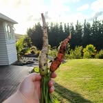 Louise Broughton - @todays.harvest - Instagram