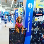 louise clancy - @ruaredsetter - Instagram