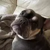 CocoLeBulldog - @chantellouisecolbert - TikTok