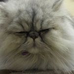 Louise Cooley - @lucyfurr2001 - Instagram