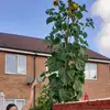 louisecorcoran877 - @louisecorcoran877 - TikTok