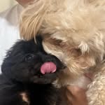 louis🐶eddy🐻‍ - @loudy_babies - Instagram