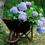 Louise Germain - @italianmom6355 - Instagram