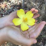 Louise Higgins - @louisesfloweressences - Instagram