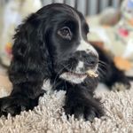 Louise Levy - @poppythecocker2021 - Instagram
