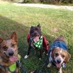 Louise Roscoe Daisy - @packwpacks - Instagram