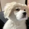 Milk dog small dumplings - @roscoelouise1989 - TikTok