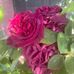 Louise Seitz - Facebook