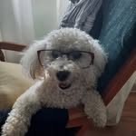 Louise Silverman - @ninathebichonfrise - Instagram