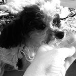 Louise Silverman - @twotinydoggies - Instagram
