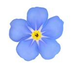 Louise Simms - @forgetmenotcottage2020 - Instagram