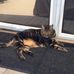 Louise Soleil - Facebook