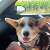 Louie the Corgi - @louietheodore - TikTok