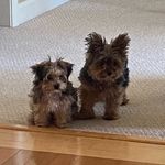 Winnie Louise & Joey Theodore - @winnie.and.joey - Instagram