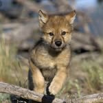 Louise Wallis - @alpha_midnight_shadow - Instagram