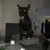 poppielouiseyip - @poppielouiseyip - TikTok