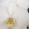 Lourdes Powell Castañeda - @lourdes.powell.ca - TikTok