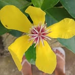 Lourdes Roxas - Facebook