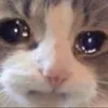 고양이 - @jacksonjjangjjintanglove - TikTok