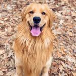 Love tucker - @chimken_tucker - Instagram